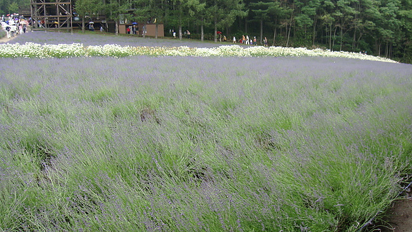 20100710東川町 063.jpg