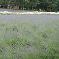 20100710東川町 063.jpg