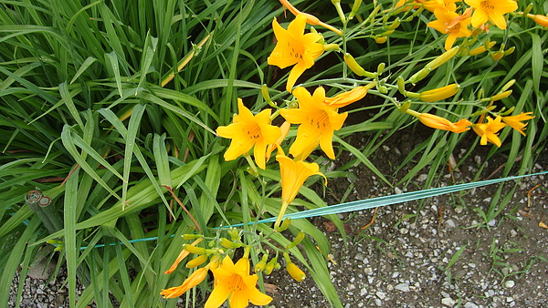 20100710東川町 073.jpg