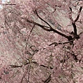 20110415in寶塚 043.jpg