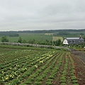 20100710東川町 087.jpg