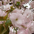 20110415in寶塚 033.jpg