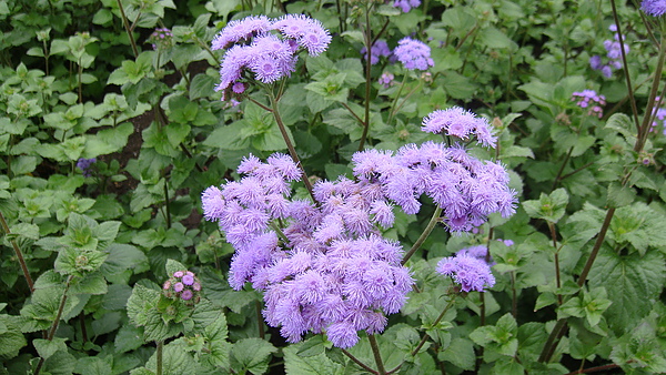 20100710東川町 055.jpg