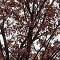 20110415in寶塚 019.jpg