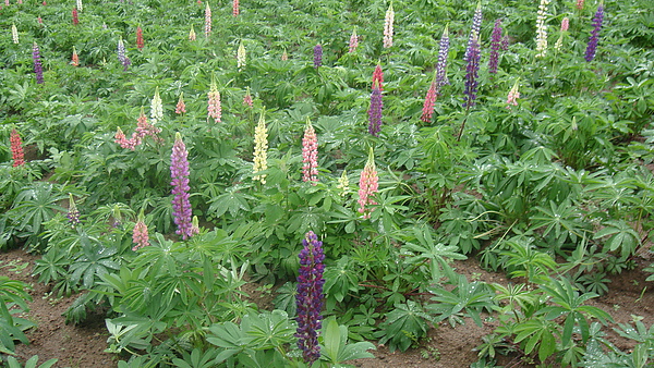 20100710東川町 096.jpg