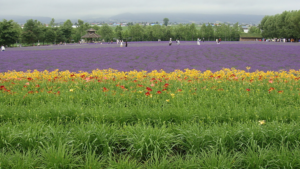 20100710東川町 072.jpg