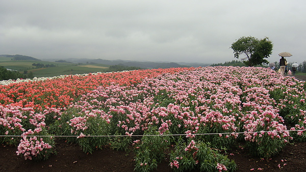 20100710東川町 088.jpg