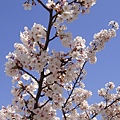 20110407in寶塚 010.jpg