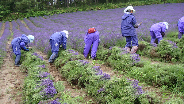 20100710東川町 035.jpg