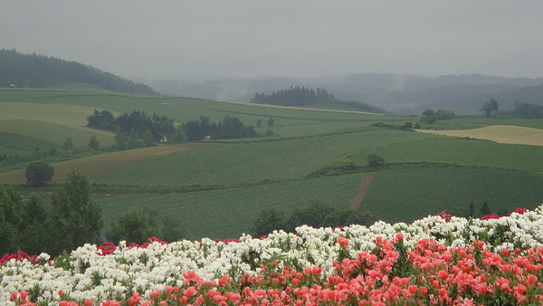 20100710東川町 090.jpg