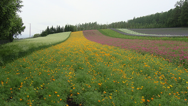 20100710東川町 060.jpg