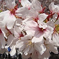 20110415in寶塚 010.jpg