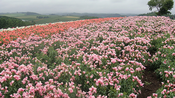 20100710東川町 089.jpg