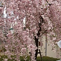 20110415in寶塚 028.jpg