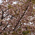 20110415in寶塚 008.jpg