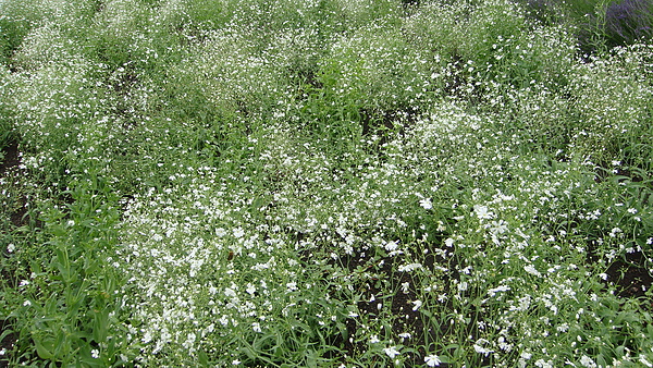 20100710東川町 049.jpg