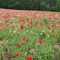 20100710東川町 022.jpg