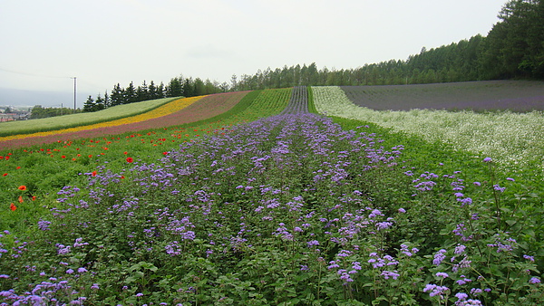 20100710東川町 057.jpg