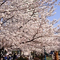 20110407in寶塚 015.jpg