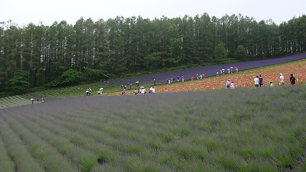 20100710東川町 019.jpg