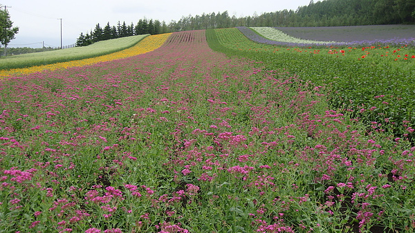 20100710東川町 059.jpg