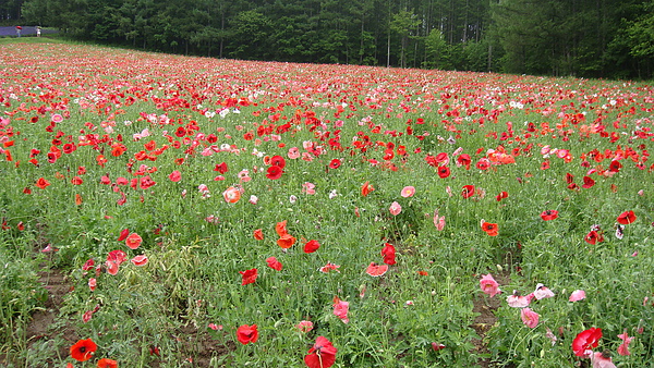 20100710東川町 022.jpg