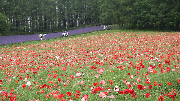 20100710東川町 027.jpg