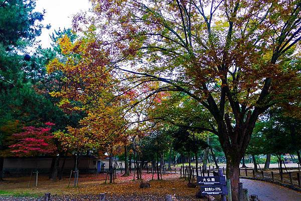 P1430455    東福寺_副本