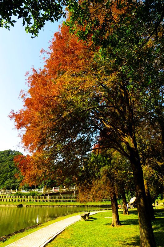 IMG_5346    大湖公園_副本