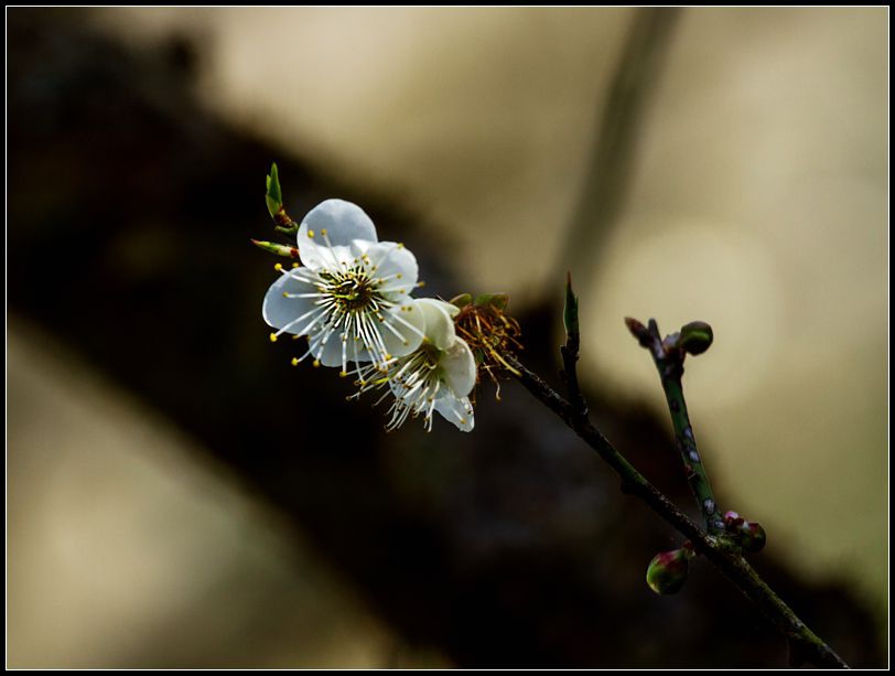 _MG_5576         梅花_副本