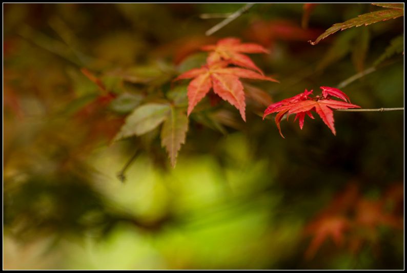 _MG_7399    紅葉_副本