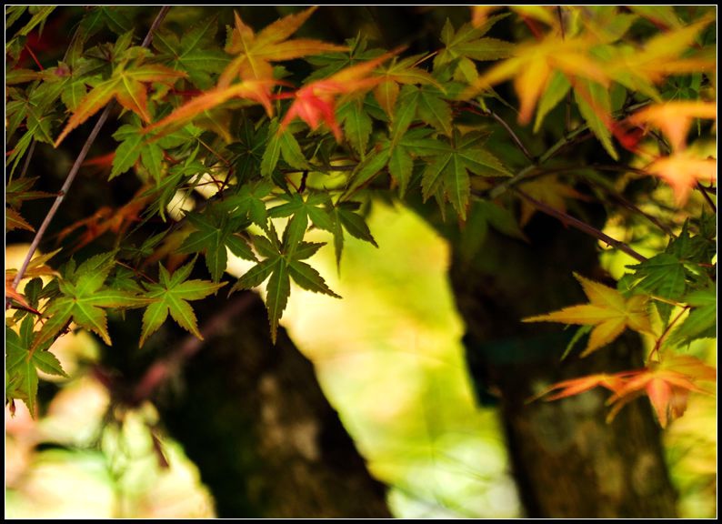 _MG_7392     紅葉～3_副本