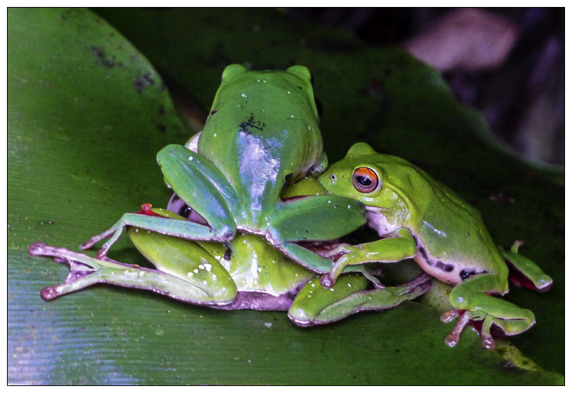 P1420860  仁山植物園