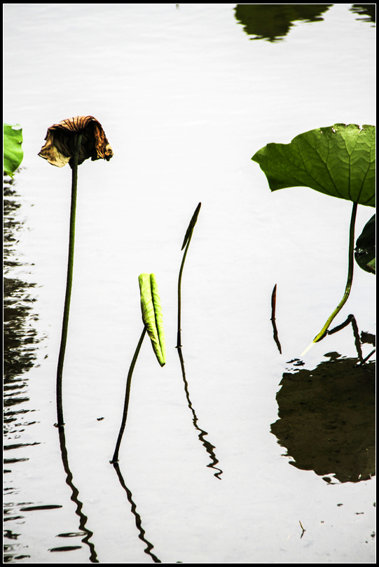 IMG_7619  植物園    A