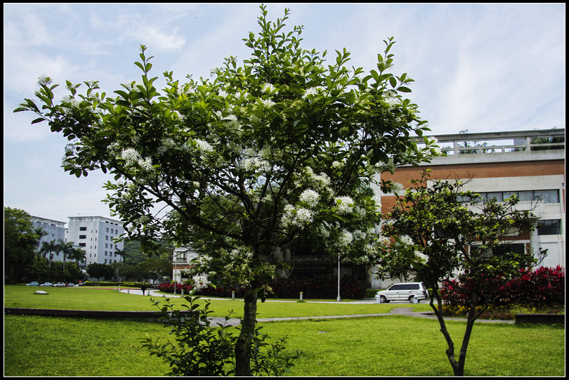 _MG_6264  流蘇花S