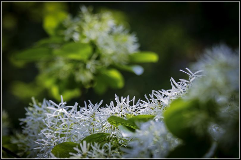 _MG_6289  流蘇花S