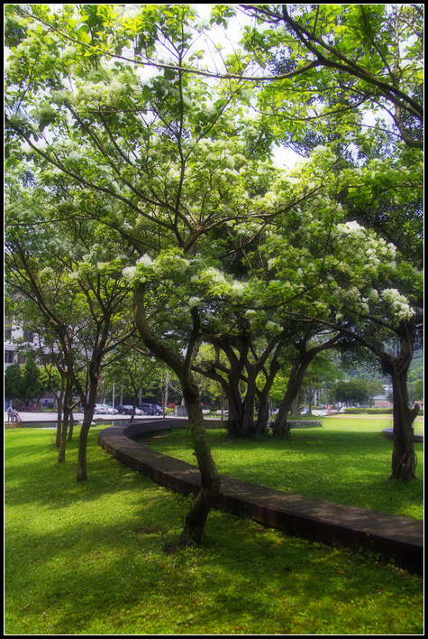 _MG_6272  流蘇花