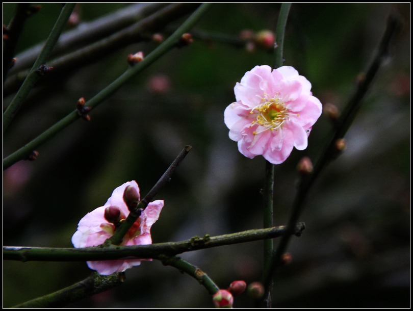 _MG_9629   櫻花戀