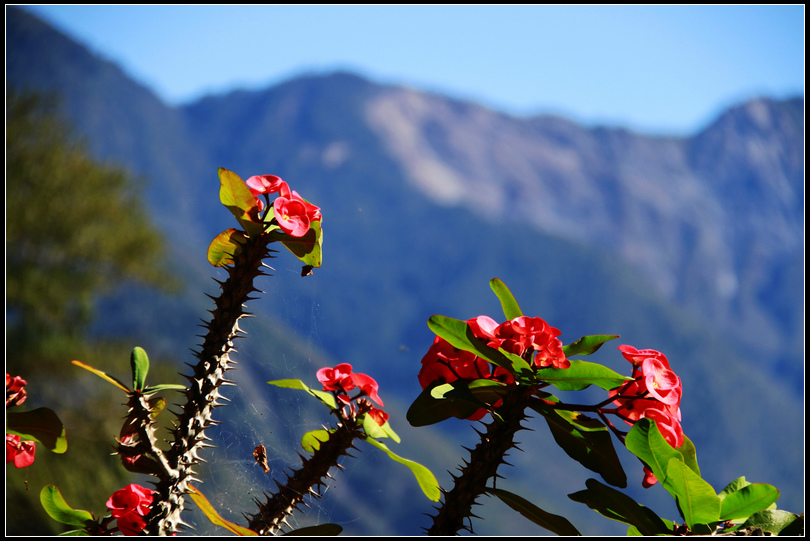 _MG_4678烏松崙梅花