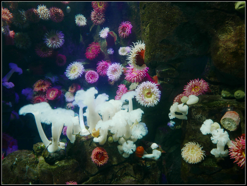 L2180846 水族館