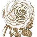 Anna Griffin Rose Motif 2