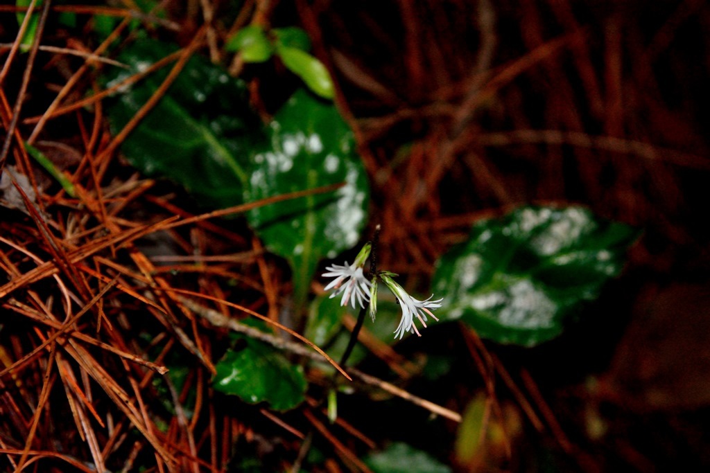 台灣鬼督郵 Ainsliaea reflexa Merr.-3