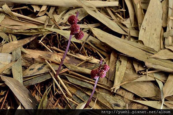 Sciaphila secundiflora-18.jpg