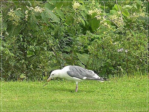 2011北海道之旅~登別海洋公園尼克斯(1)04