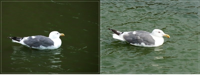 2011北海道之旅~登別海洋公園尼克斯(1)20