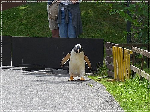 2011北海道之旅~登別海洋公園尼克斯(3) 13