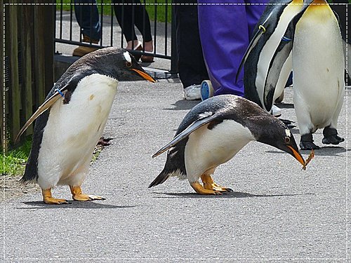 2011北海道之旅~登別海洋公園尼克斯(3) 17