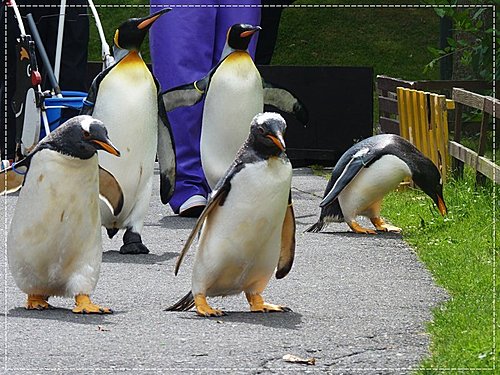 2011北海道之旅~登別海洋公園尼克斯(3) 18