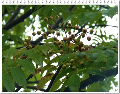 2011北海道之旅~大沼國定公園 16