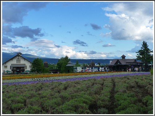 2011北海道之旅~富田農場(上) 07